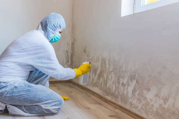 Licensed Mold Testing service in West Point, NY - WQB Mold Removal